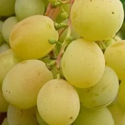 Виноград ТАЛИСМАН в Владимире