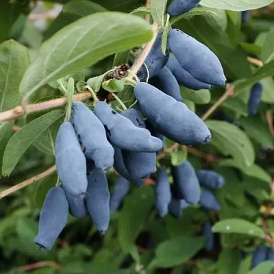Жимолость съедобная ТОМИ японская  Жимолость съедобная ТОМИ японская в Владимире