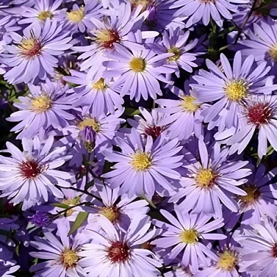 Астра БЛЮ ХЕВЕН сердцелистная  Астра БЛЮ ХЕВЕН сердцелистная в Владимире