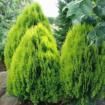Туя восточная  Туя восточная в Владимире