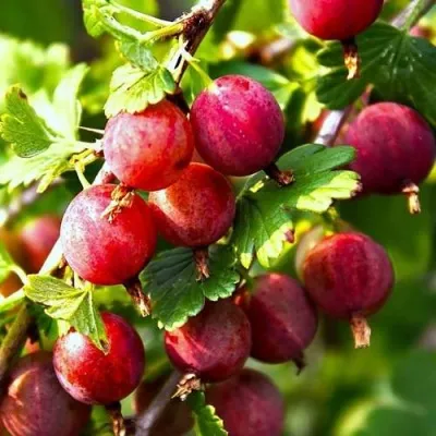 Крыжовник САДКО — описание сорта Крыжовник САДКО в Владимире