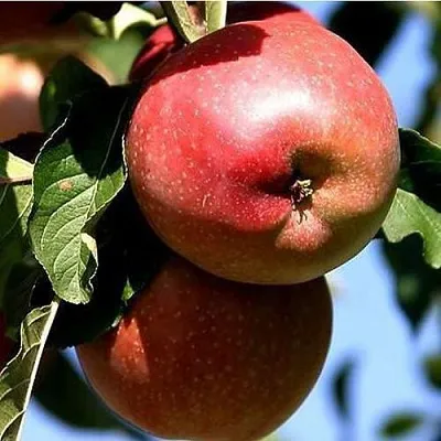 Яблоня АНТЕЙ КИЕВСКИЙ колонновидная  Яблоня АНТЕЙ КИЕВСКИЙ колонновидная в Владимире