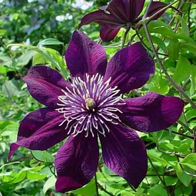 Клематис ПАНТЕР в Владимире