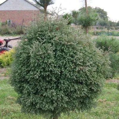 Туя вересковидная  Туя вересковидная в Владимире