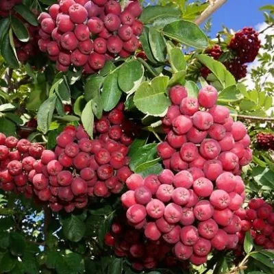 Рябина ГРАНАТНАЯ сладкоплодная — описание сорта Рябина ГРАНАТНАЯ сладкоплодная в Владимире