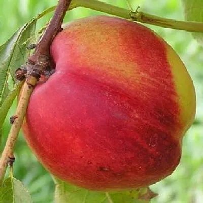 Нектарин СТАРК РЕД ГОЛД  Нектарин СТАРК РЕД ГОЛД в Владимире