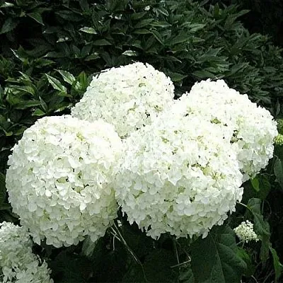 Гортензия АННАБЕЛЬ древовидная  Гортензия АННАБЕЛЬ древовидная в Владимире