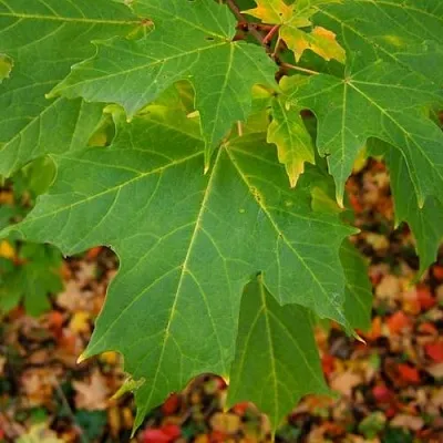 Клен сахарный  Клен сахарный в Владимире