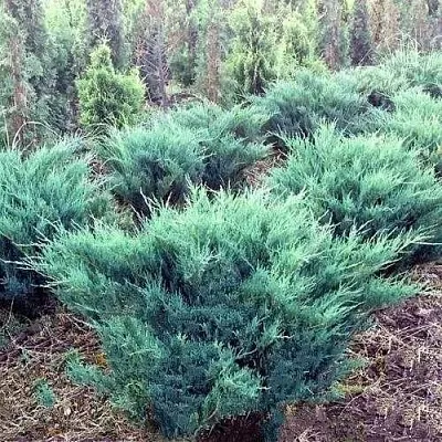 Можжевельник БЛЮ ДАНУБ казацкий  Можжевельник БЛЮ ДАНУБ казацкий в Владимире