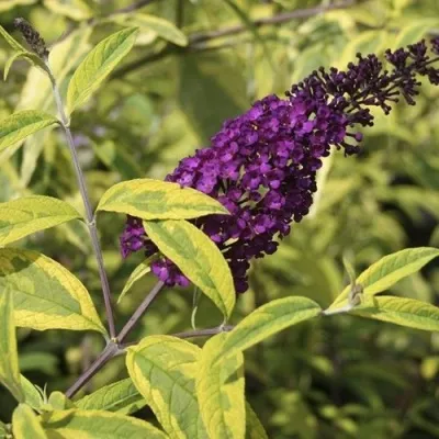 Буддлея давида САНТАНА  — описание сорта Буддлея давида САНТАНА  в Владимире