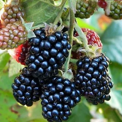 Ежевика ОУАЧИТА бесшипная — описание сорта Ежевика ОУАЧИТА бесшипная в Владимире