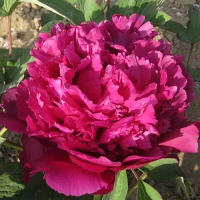 Пион ТАЙНАЯ СТРАСТЬ древовидный в Владимире