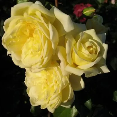 Саженцы роз КАЗИНО плетистая  Саженцы роз КАЗИНО плетистая в Владимире