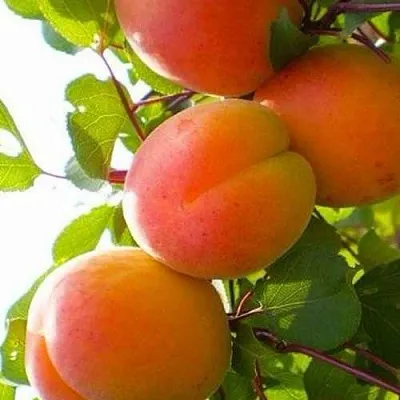 Абрикос КРЫМСКИЙ АМУР  Абрикос КРЫМСКИЙ АМУР в Владимире