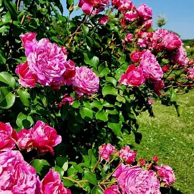 Саженцы роз ИНЕС САСТР плетистая  Саженцы роз ИНЕС САСТР плетистая в Владимире