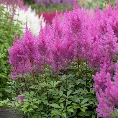 Астильба АМЕТИСТ Арендса  Астильба АМЕТИСТ Арендса в Владимире
