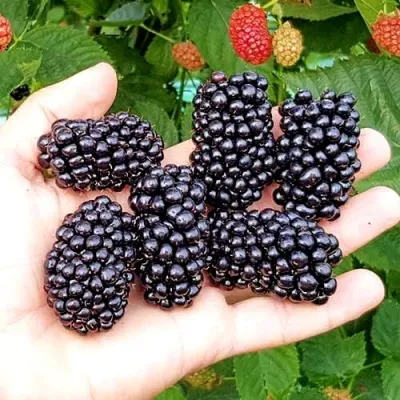 Ежевика ОУАЧИТА бесшипная — описание сорта Ежевика ОУАЧИТА бесшипная в Владимире