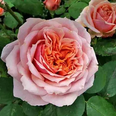 Саженцы роз ПОЛЬ БОКЮЗ шраб  Саженцы роз ПОЛЬ БОКЮЗ шраб в Владимире