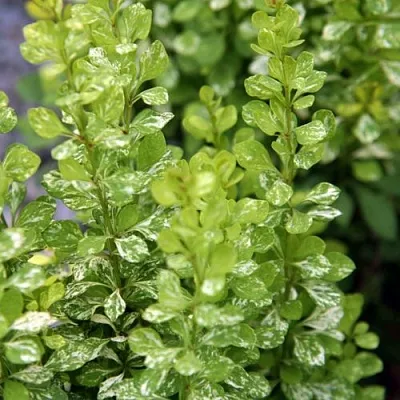 Барбарис ПАУ ВАУ тунберга в Владимире