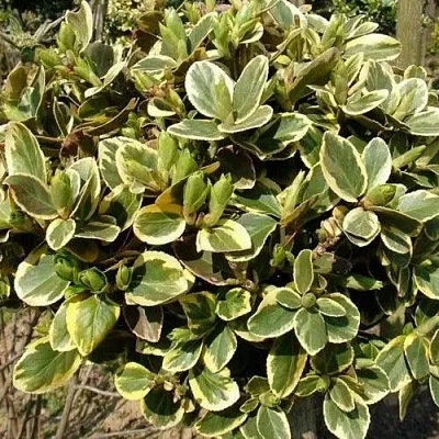 Бересклет КАНАДЕЙЛ ГОЛД   Бересклет КАНАДЕЙЛ ГОЛД  в Владимире