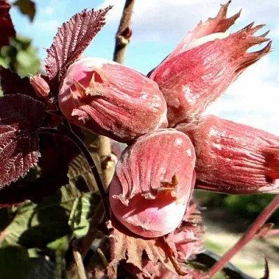 Фундук АЛЫЙ ПАРУС  Фундук АЛЫЙ ПАРУС в Владимире