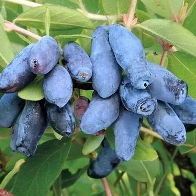 Жимолость съедобная ПАВЛОВСКАЯ  Жимолость съедобная ПАВЛОВСКАЯ в Владимире