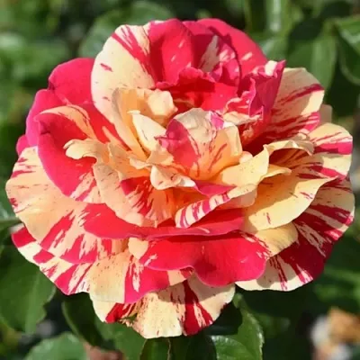 Саженцы роз ВАНИЛЛА ФРАЙЗ плетистая  Саженцы роз ВАНИЛЛА ФРАЙЗ плетистая в Владимире