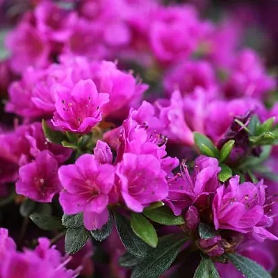 Азалия ХИРОКА японская  Азалия ХИРОКА японская в Владимире