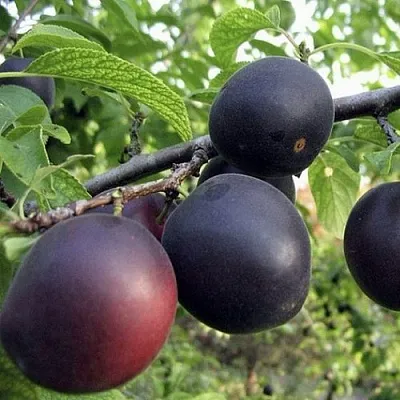 Абрикос МОНАРЕЗИ  Абрикос МОНАРЕЗИ в Владимире