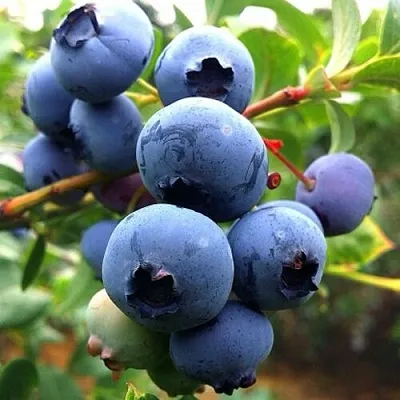 Голубика ДЮК в Владимире