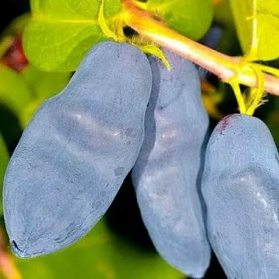 Жимолость съедобная ДЛИННОПЛОДНАЯ  Жимолость съедобная ДЛИННОПЛОДНАЯ в Владимире