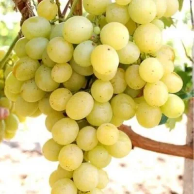 Виноград ТАЛИСМАН в Владимире