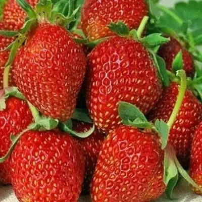 Клубника АЛЬБИОН ремонтантная — описание сорта Клубника АЛЬБИОН ремонтантная в Владимире