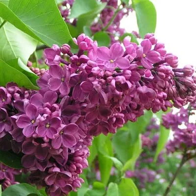 Сирень ДЕНЬ ПОБЕДЫ  Сирень ДЕНЬ ПОБЕДЫ в Владимире