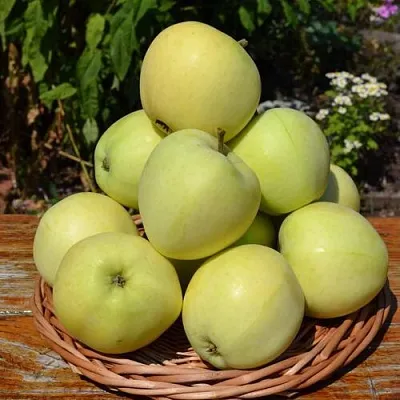 Яблоня ПАПИРОВКА в Владимире