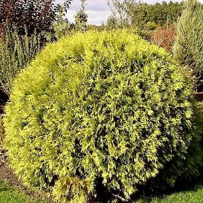 Туя ГЛОБОЗА АУРЕА западная  Туя ГЛОБОЗА АУРЕА западная в Владимире