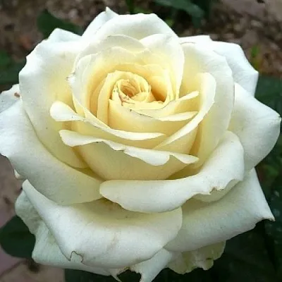 Саженцы роз ЭДВАНС чайно-гибридная  Саженцы роз ЭДВАНС чайно-гибридная в Владимире