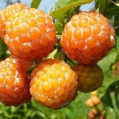 Малина КУМБЕРЛЕНД желтая  Малина КУМБЕРЛЕНД желтая в Владимире