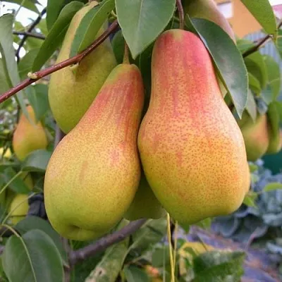 Груша ЧУДЕСНИЦА  Груша ЧУДЕСНИЦА в Владимире