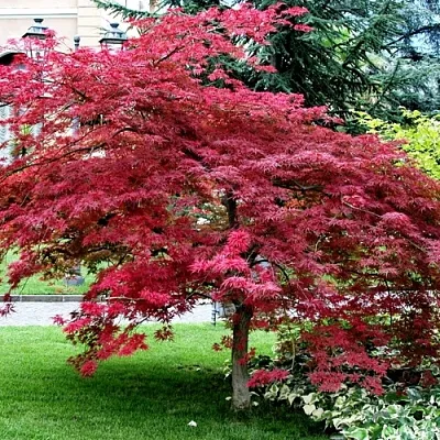 Клен пальмолистный  Клен пальмолистный в Владимире