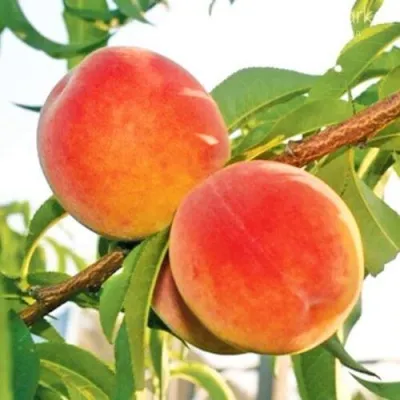 Персик ОНТАРИО — описание сорта Персик ОНТАРИО в Владимире