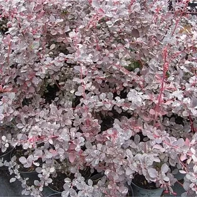 Барбарис СИЛЬВЕР МИЛЕС оттавский   Барбарис СИЛЬВЕР МИЛЕС оттавский  в Владимире