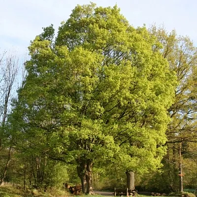 Клен полевой  Клен полевой в Владимире
