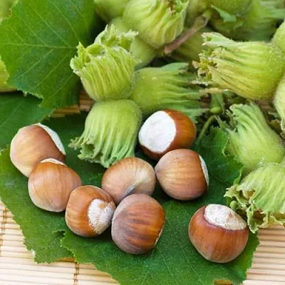 Фундук КРЕПКИЙ ОРЕШЕК  Фундук КРЕПКИЙ ОРЕШЕК в Владимире