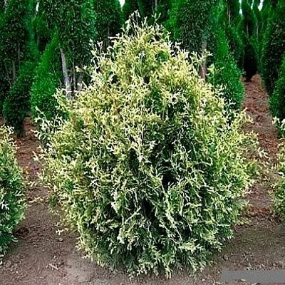 Туя ГОЛД ПЕРЛ западная  Туя ГОЛД ПЕРЛ западная в Владимире