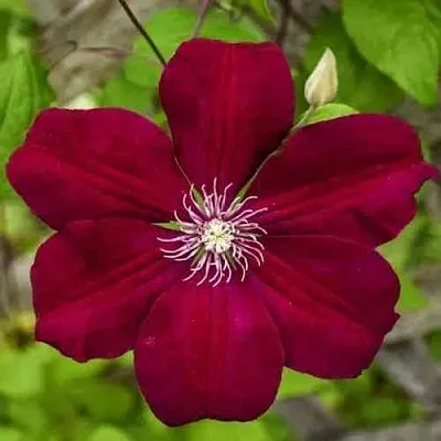 Клематис РУЖ КАРДИНАЛ в Владимире