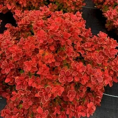 Барбарис РЕД ХОТ ЧИЛИ тунберга  Барбарис РЕД ХОТ ЧИЛИ тунберга в Владимире