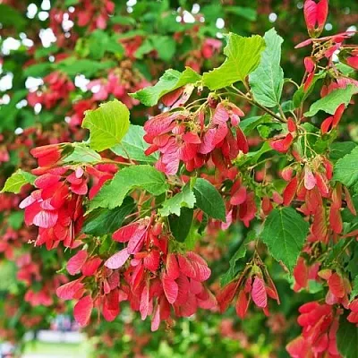 Клен татарский  Клен татарский в Владимире