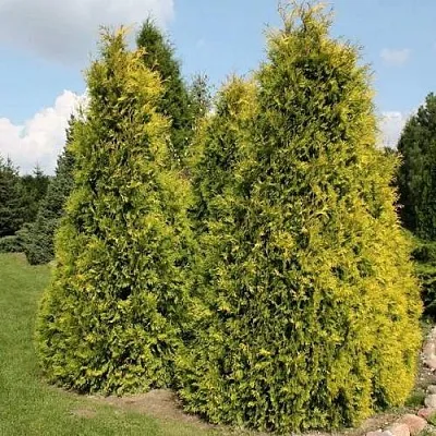 Туя АУРЕОСПИКАТА западная  Туя АУРЕОСПИКАТА западная в Владимире