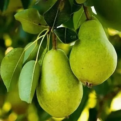 Груша СЕВЕРЯНКА колонновидная  Груша СЕВЕРЯНКА колонновидная в Владимире